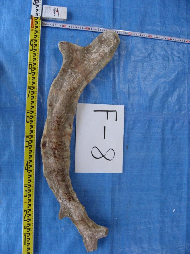 メ*4様 化石　F-8