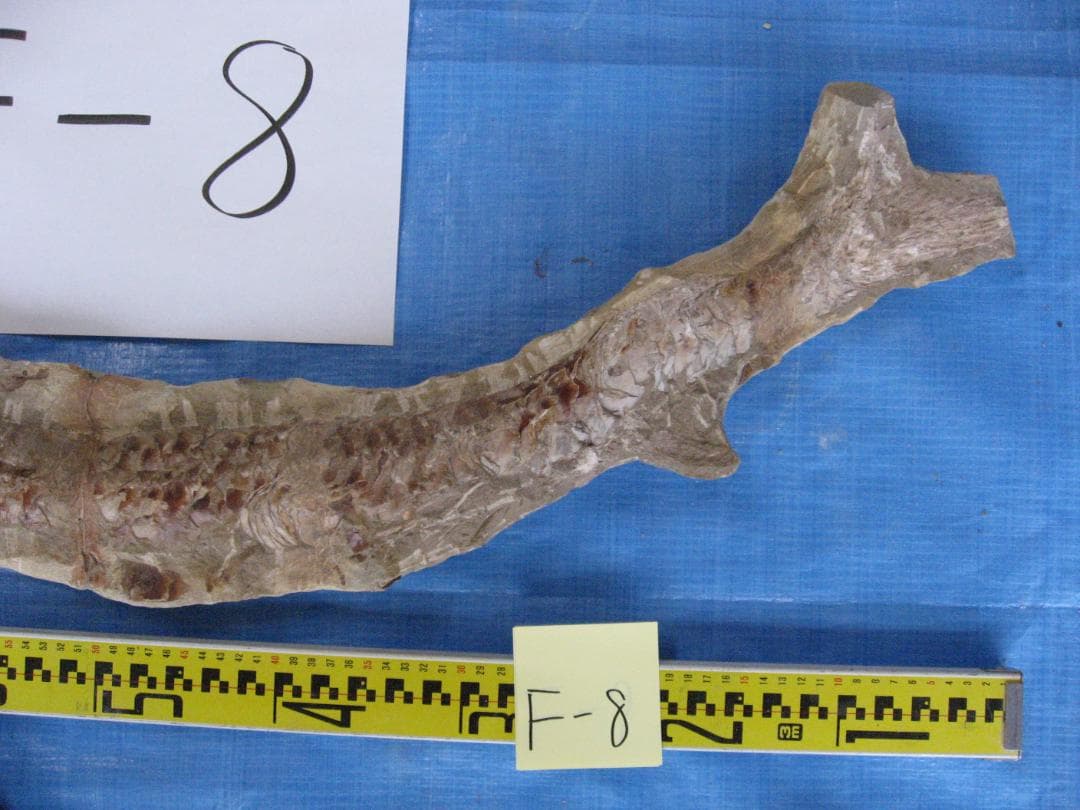 メ*4様 化石　F-8