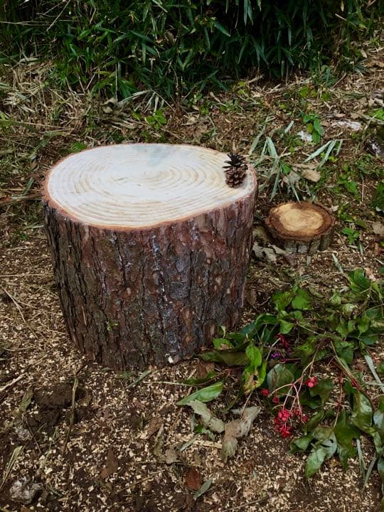 天然赤松【大きな切り株/丸太/アウトドア椅子/薪割り台】表面サンダー仕上げ