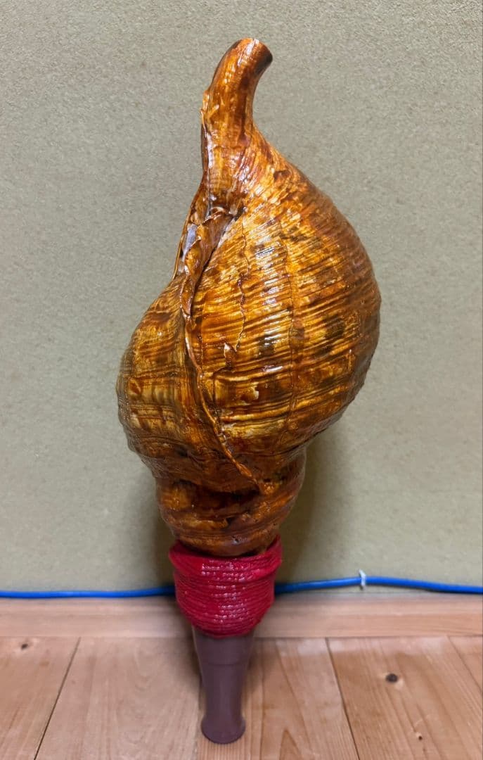 特大修験道法螺貝46㎝　肉厚　山伏ホラガイ　ほら貝