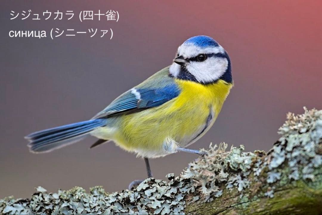 クリスマスセール♪ネコマトリョーシカ『パブロヴォ・ポサドのショールの猫』ミラ最新