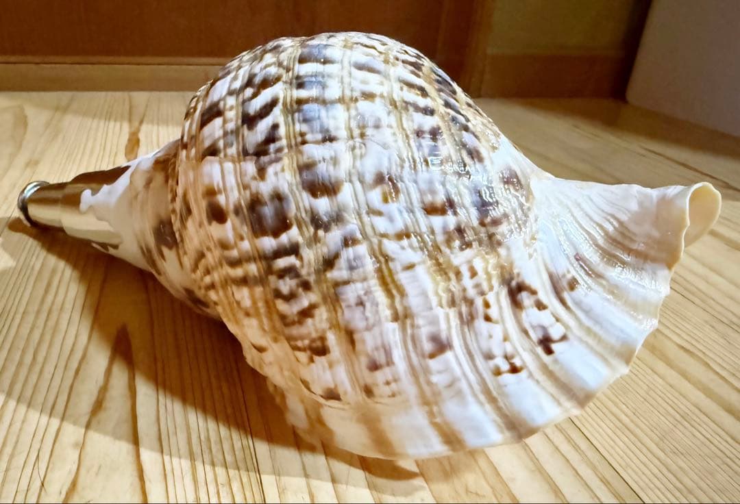 コンパクト修験道法螺貝　山伏　密教　魔除け　熊よけ❣️ほら貝　ホラガイ