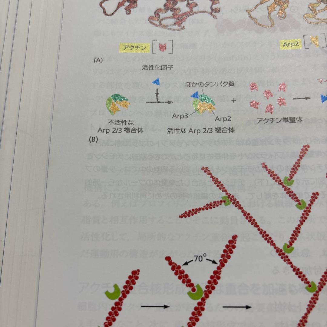 細胞の分子生物学　第6版　カバー付き・書き込みなし