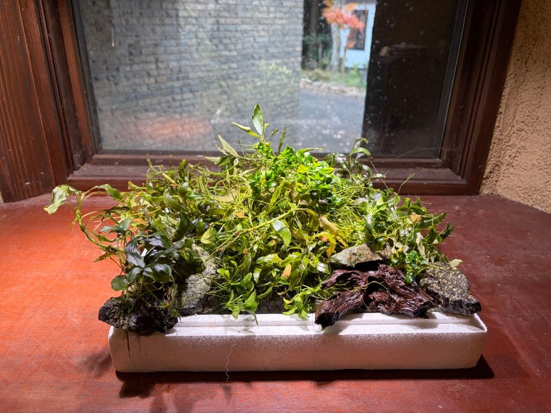 ブセファランドラ