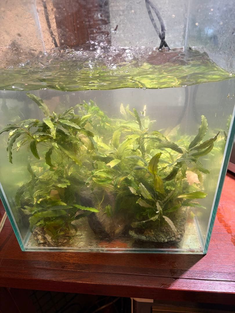 ブセファランドラ