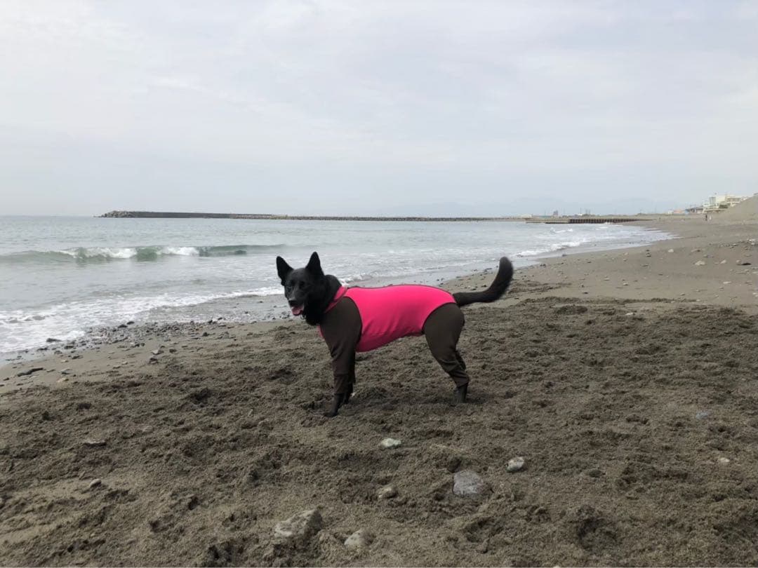 ALPHAICON ダブルフルドッグガード　2XL ピンク　アルファアイコン