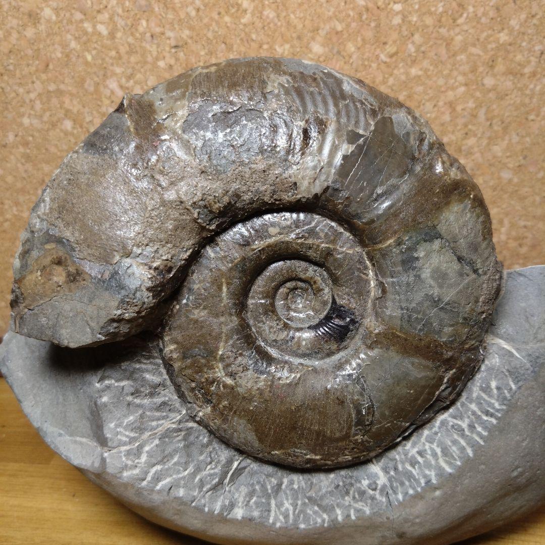 アンモナイト化石 15.0cm、4.0kg