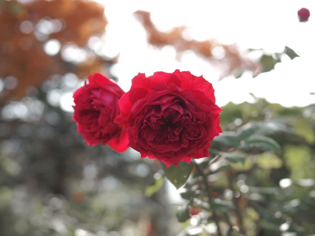 使用小　OLYMPUS M.ZUIKO DIGITAL 25mm f/1.8