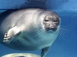 VILTROX AF 85mm F2.0 EVO ニコンZマウント フルサイズ