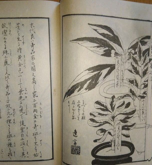スーパーレア! 草木奇品家雅見～古書 江戸時代の書の復刻版と解説本