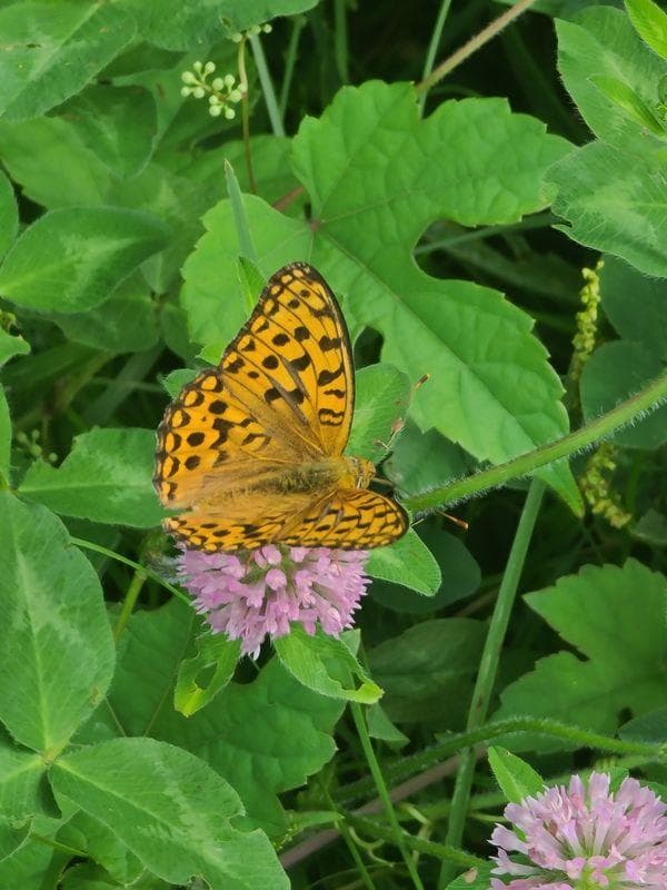 ジャンク　Samsung Galaxy S20 Ultra 5G 本体　グレイ