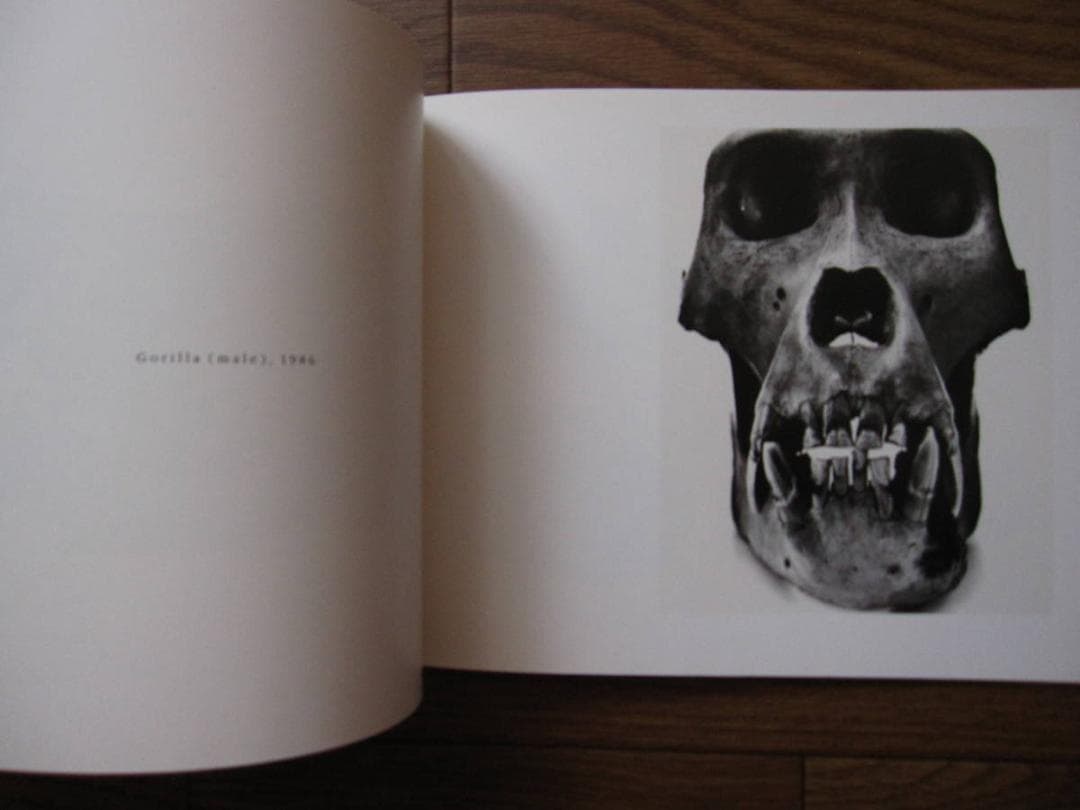 Irving Penn Cranium Architecture　Bone