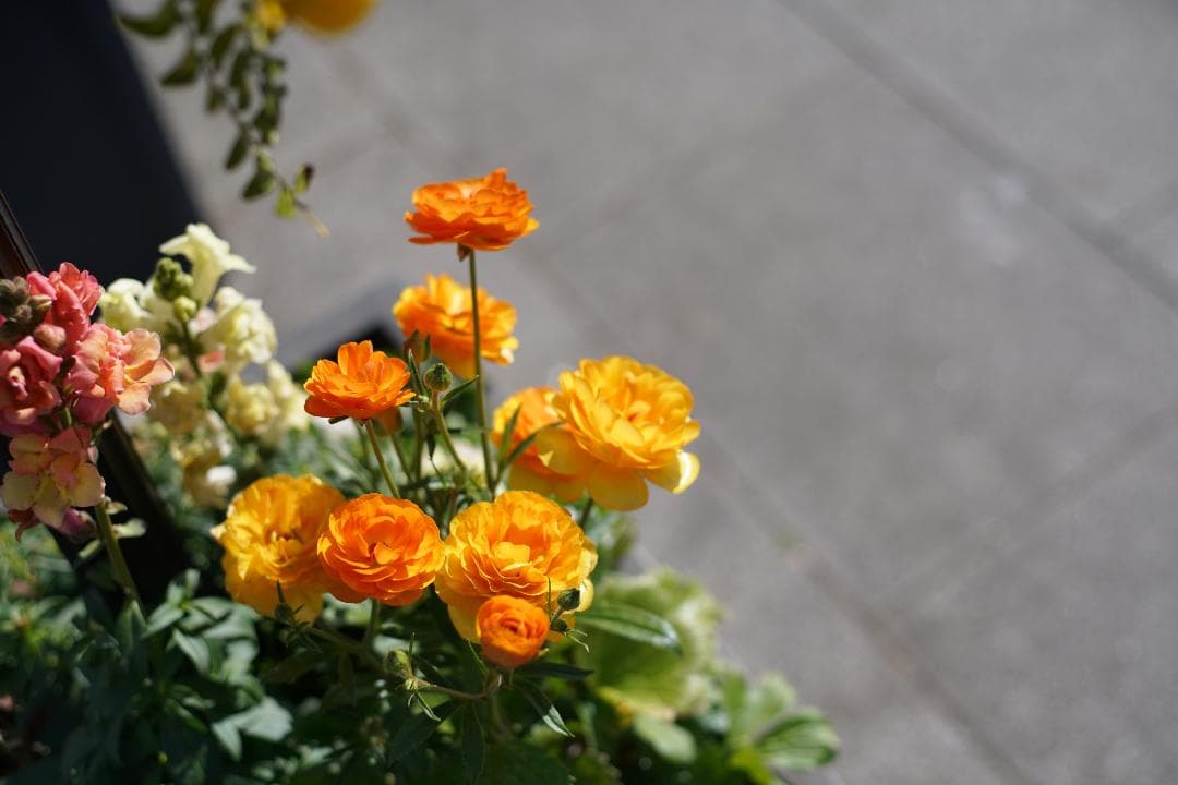 レンズ(単焦点) Nikon ai-s Nikkor 50mm f1.8