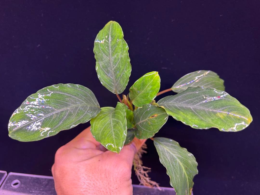 【TB便】Bucephalandra sp.Pearl gray 水上育成　大株