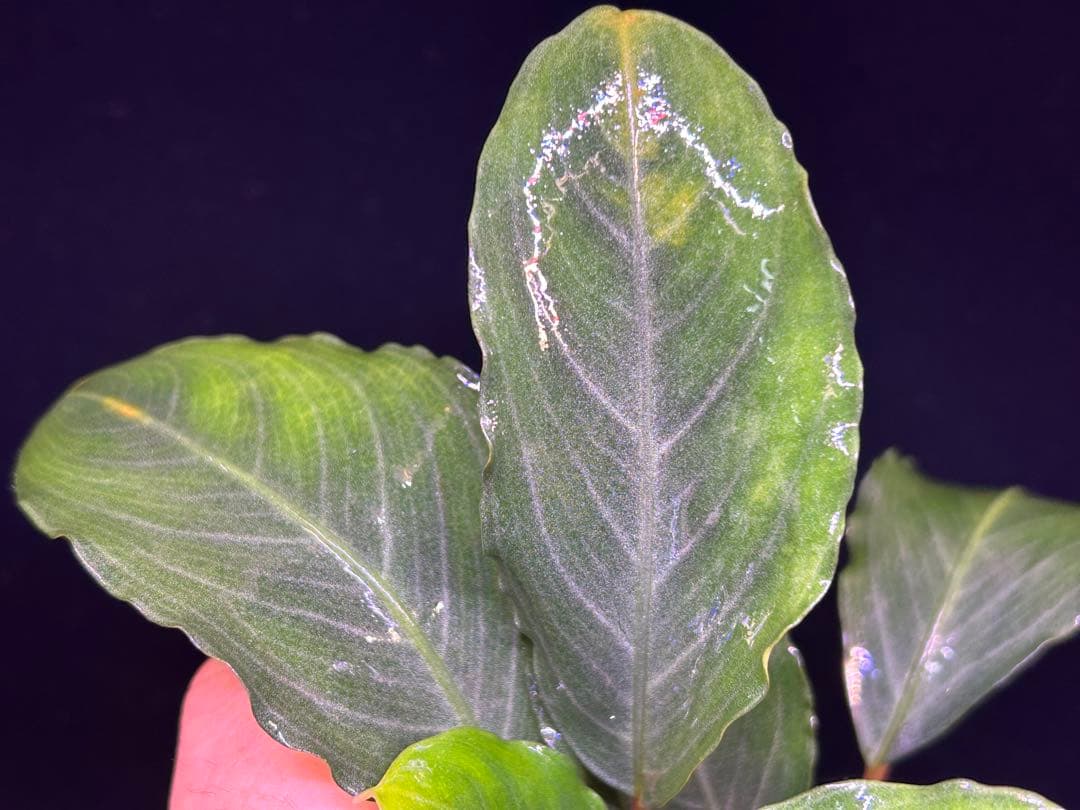 【TB便】Bucephalandra sp.Pearl gray 水上育成　大株