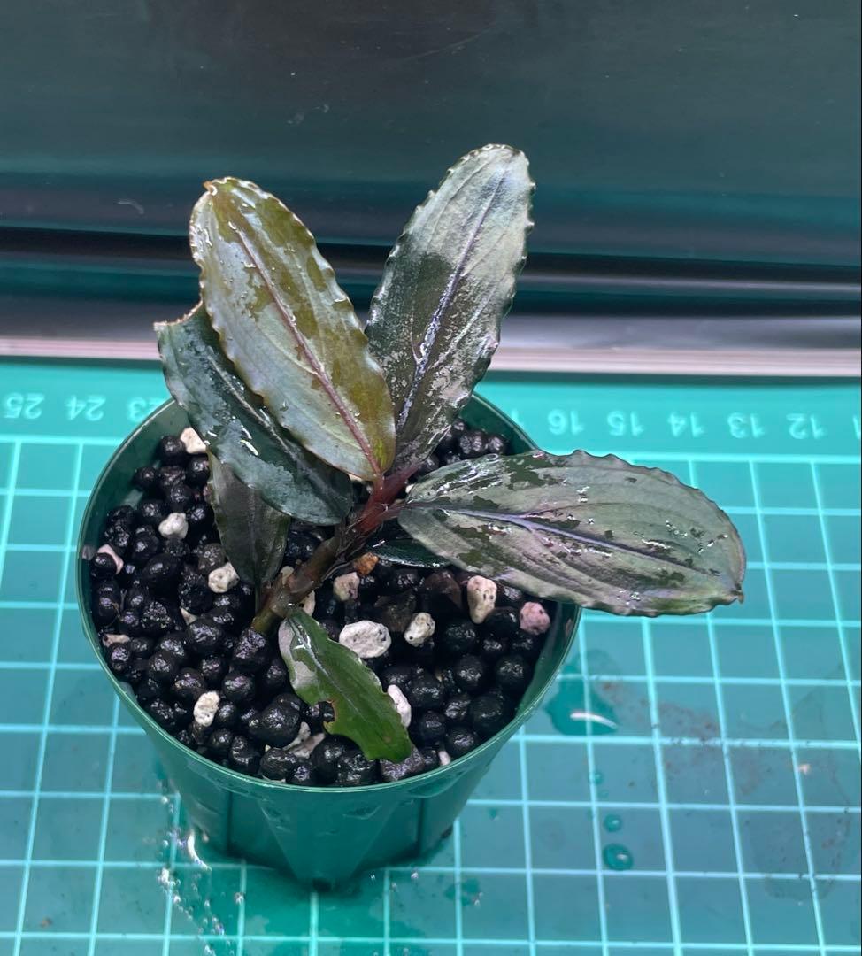 専用ページ+メルカリ便