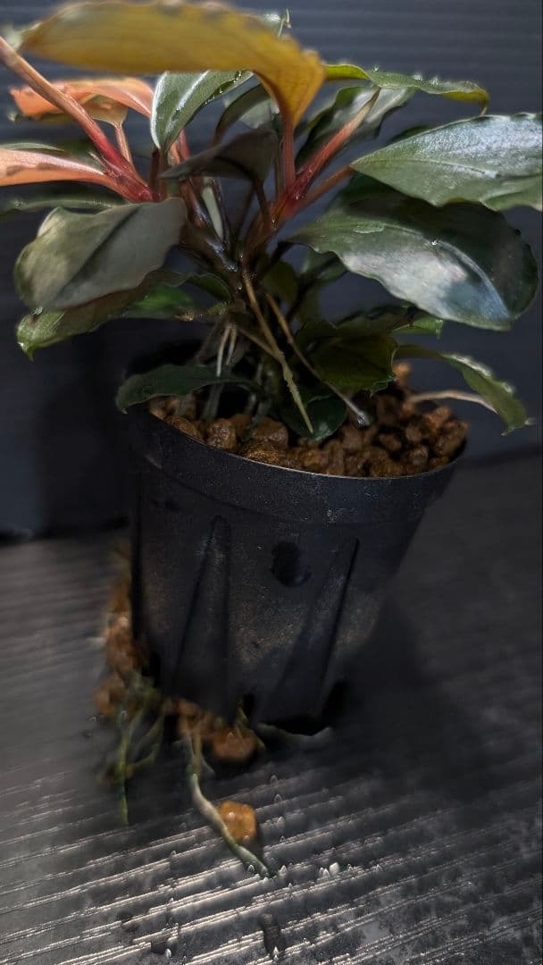 【TB便】Bucephalandra sp.\"Nanga mahap\"