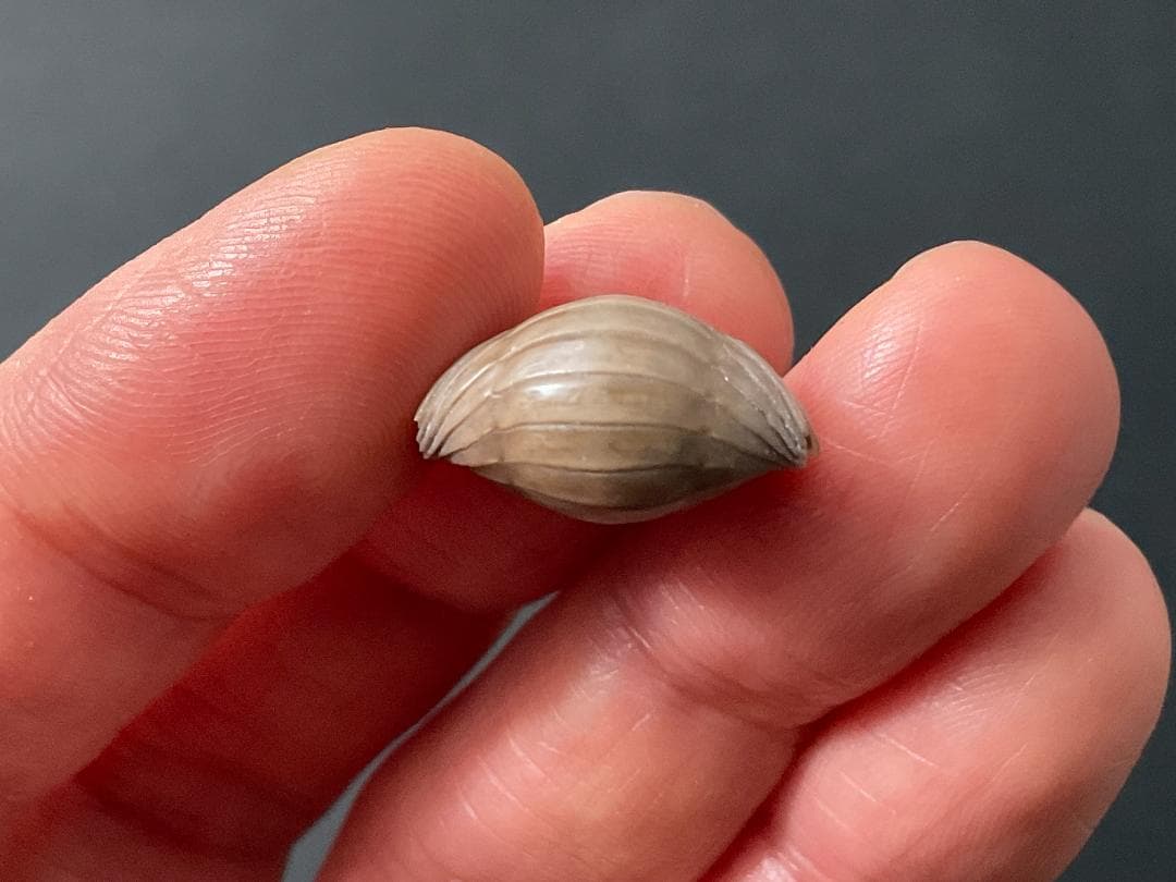 ニレウス アルマジロ [TB70] 三葉虫 化石