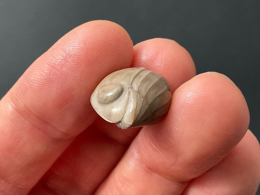 ニレウス アルマジロ [TB70] 三葉虫 化石