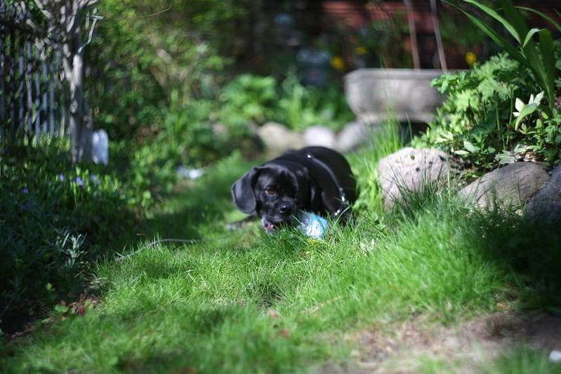 33【限定品】Art Photo Group 限定　未使用品　ヘリオス44-2