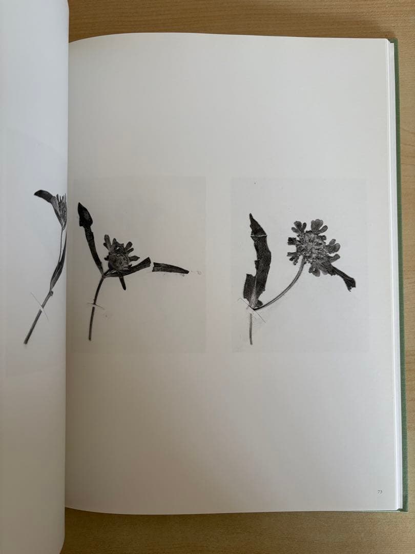 アート・デザイン・音楽 Terri Weifenbach the may sun