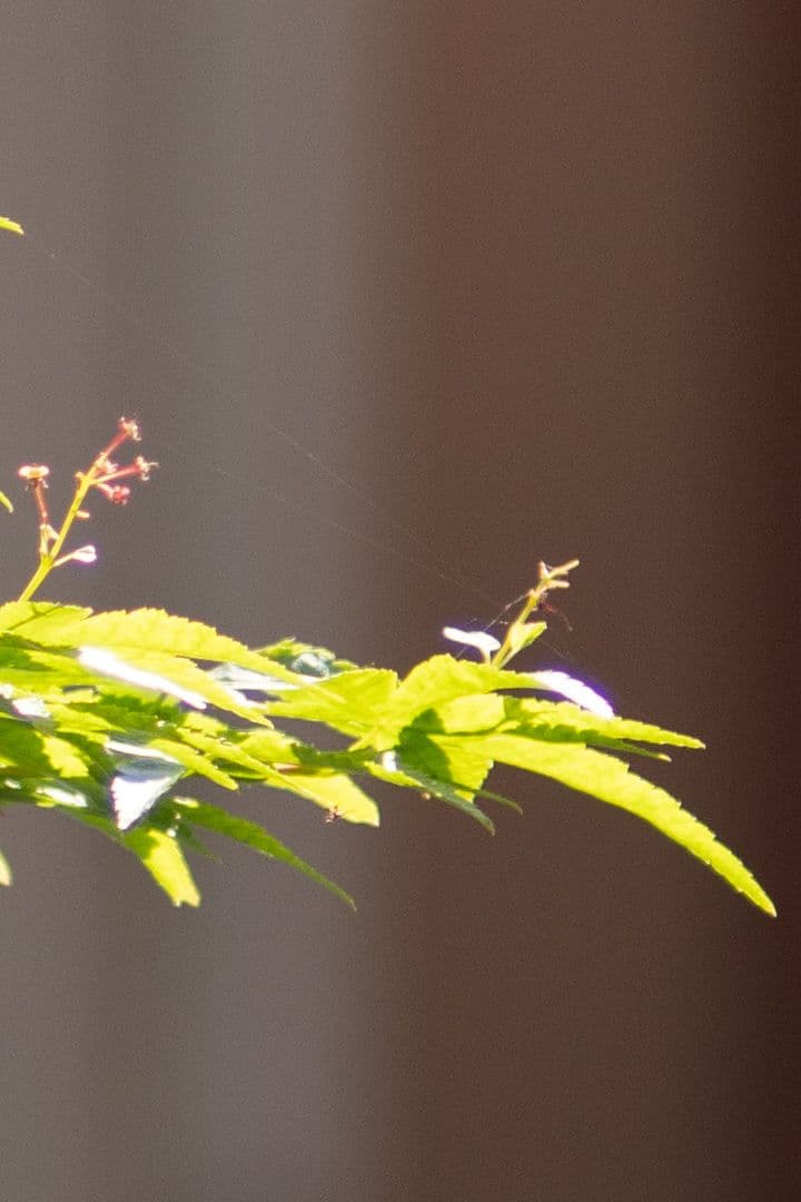 特価/Nikkor-P.C 105mm f/2.5 レンズ