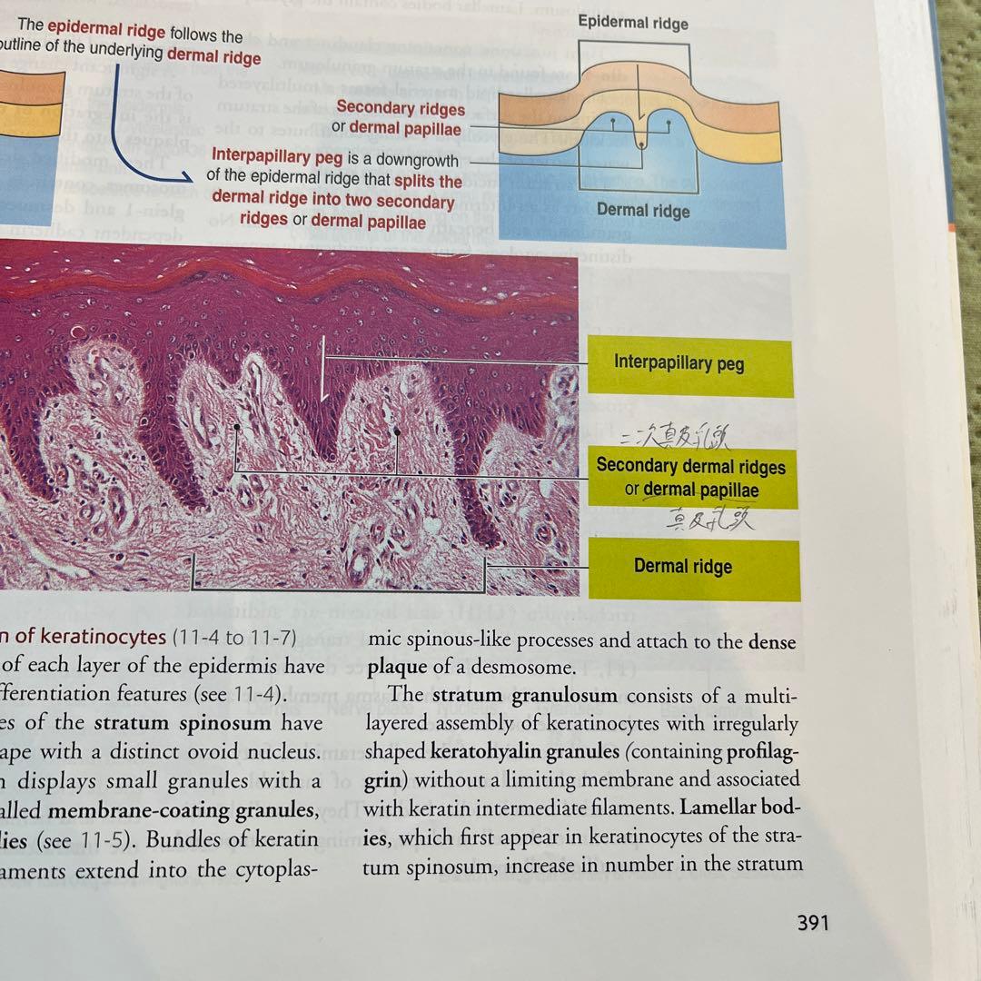 健康・医学 HISTORY AND CELL BIOLOGY FIFTH EDITION