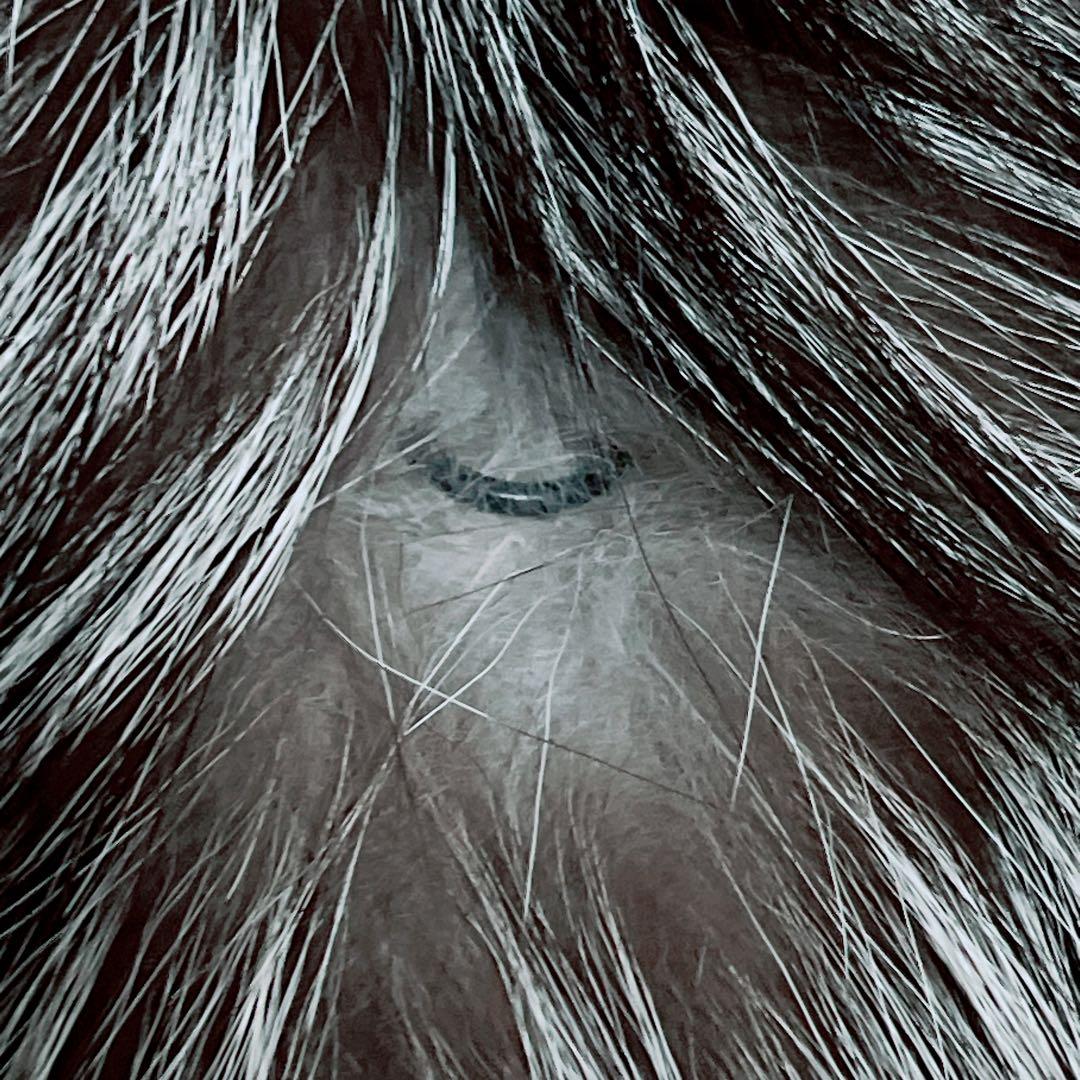 【肉厚✨極美品】総丈80 シルバーフォックス ファー 毛皮 L なめし柔らか◎