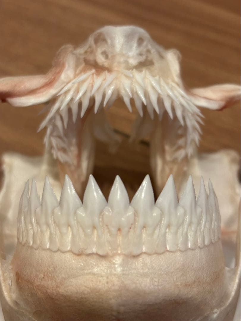 ヨロイザメ　顎標本