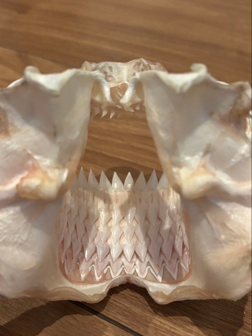 ヨロイザメ　顎標本