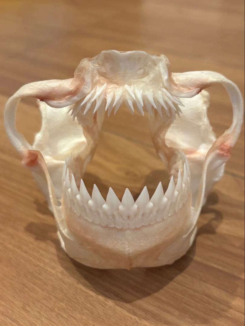 ヨロイザメ　顎標本