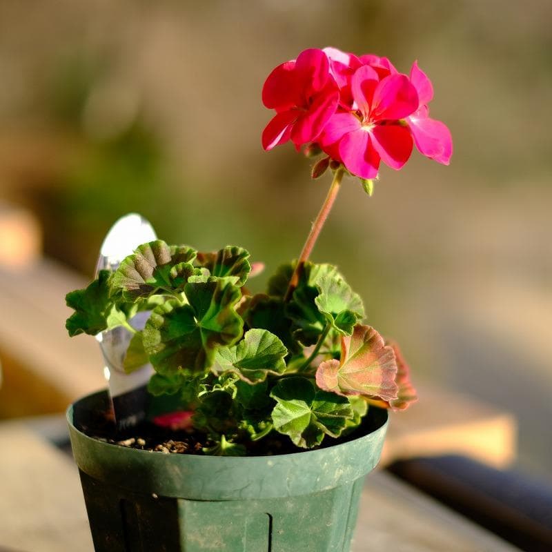 FUJIFILM XF35mmF1.4 R【実用品 】