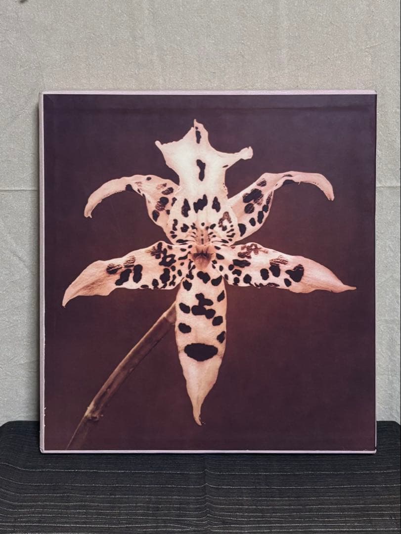 【希少】Pistils Robert Mapplethorpe 写真集