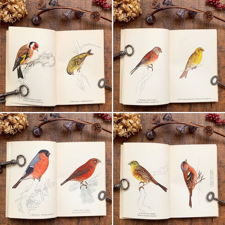 [素朴で美しい鳥の絵]チェコの古い鳥類図鑑(1941年)/ヴィンテージ 雰囲気◎