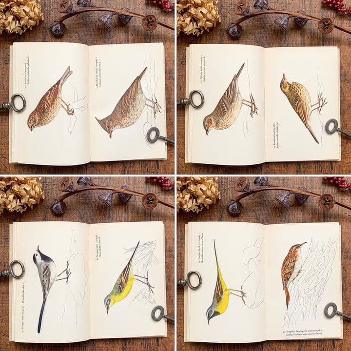 [素朴で美しい鳥の絵]チェコの古い鳥類図鑑(1941年)/ヴィンテージ 雰囲気◎