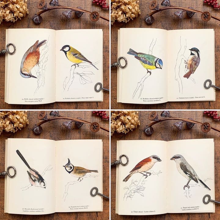 [素朴で美しい鳥の絵]チェコの古い鳥類図鑑(1941年)/ヴィンテージ 雰囲気◎
