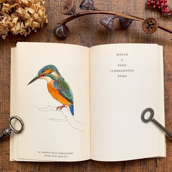 [素朴で美しい鳥の絵]チェコの古い鳥類図鑑(1941年)/ヴィンテージ 雰囲気◎