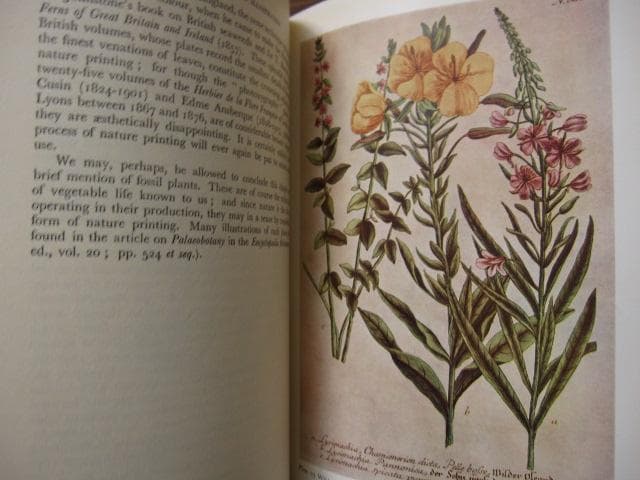 The Art of Botanical Illustration　植物画