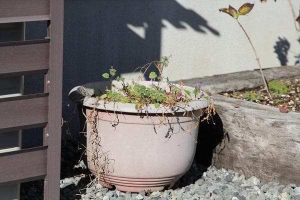 【ほぼ未使用品 箱付き】 Canon EF 24-105 F4 L IS II