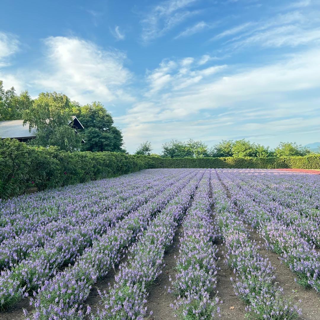 オメガ　オーダーページ 2025しめ縄　水引ミニお飾り　仏花