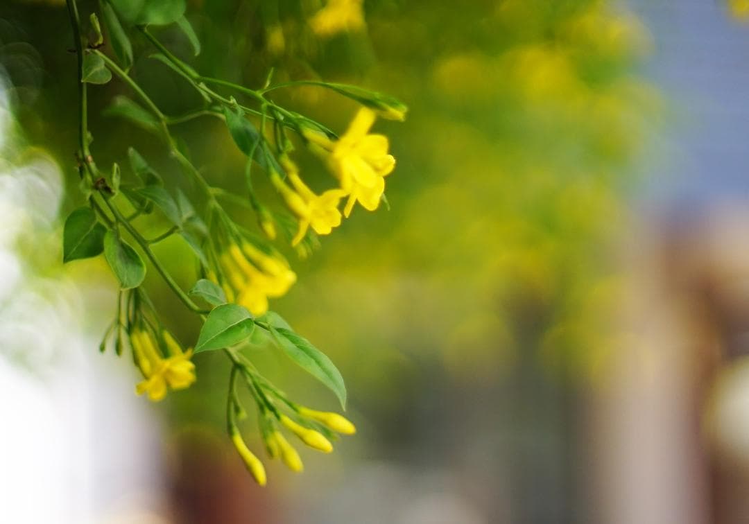 【試写確認済み】キャノン Canon FD 50mm F1.4 ssc