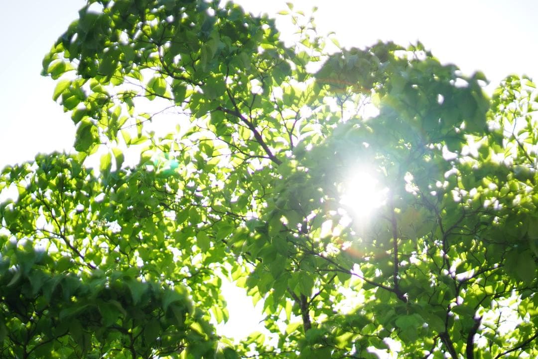 【試写確認済み】キャノン Canon FD 50mm F1.4 ssc