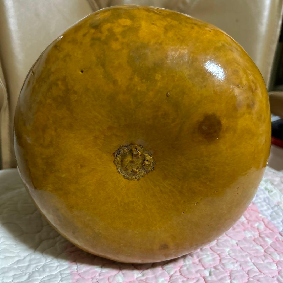 イプ　フラダンスの楽器　しじみさま専用