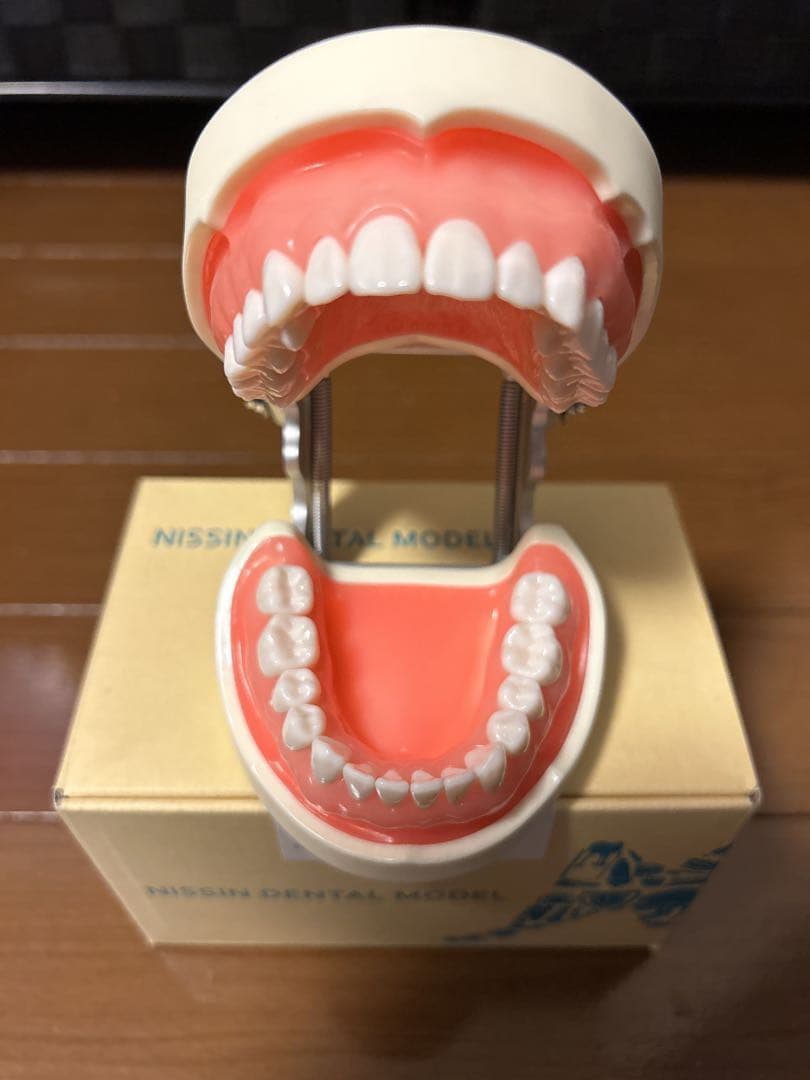【新品未使用】ニッシン デンタルモデル