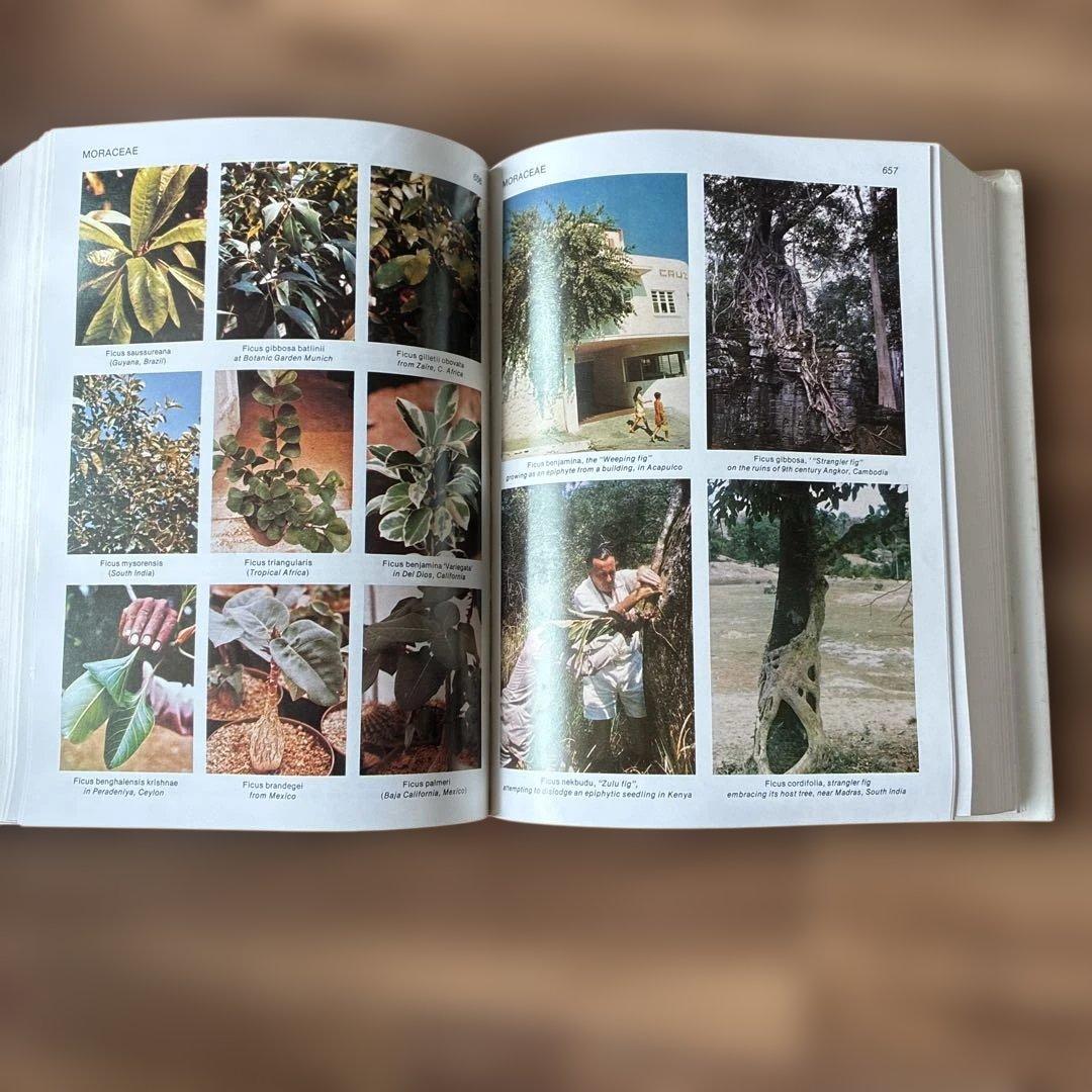 洋書 TROPICA: Exotic Plants and Trees