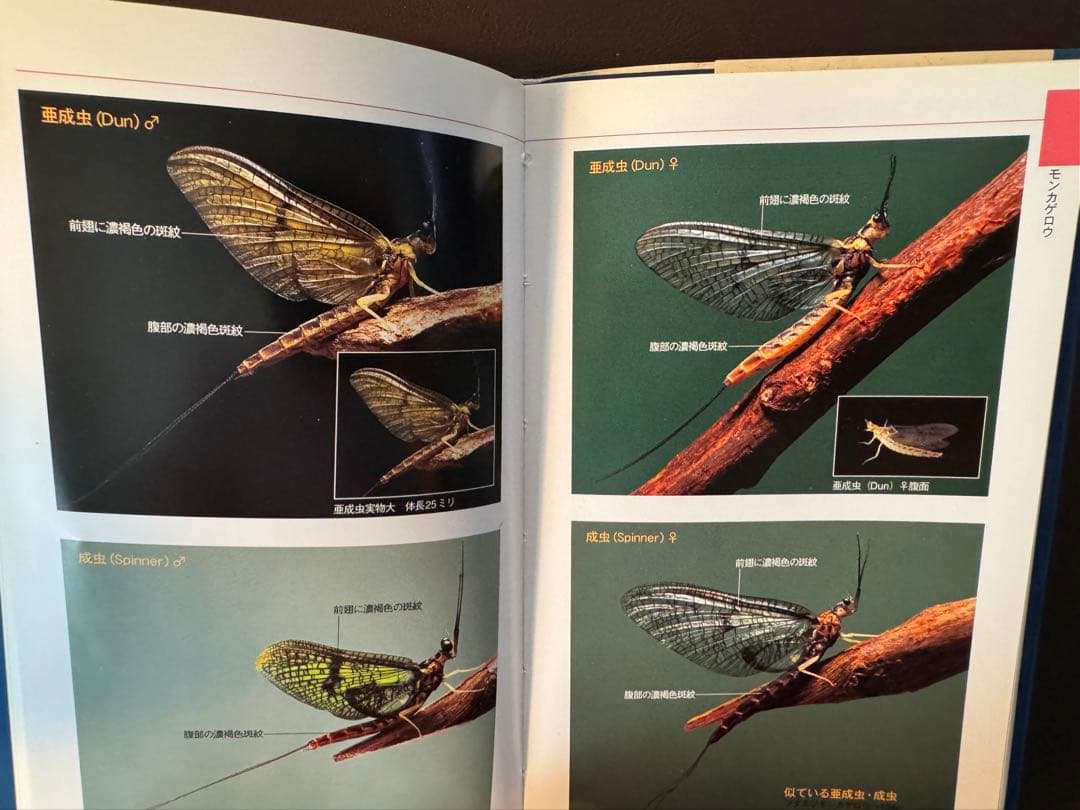 水生昆虫ファイル ①〜③セット