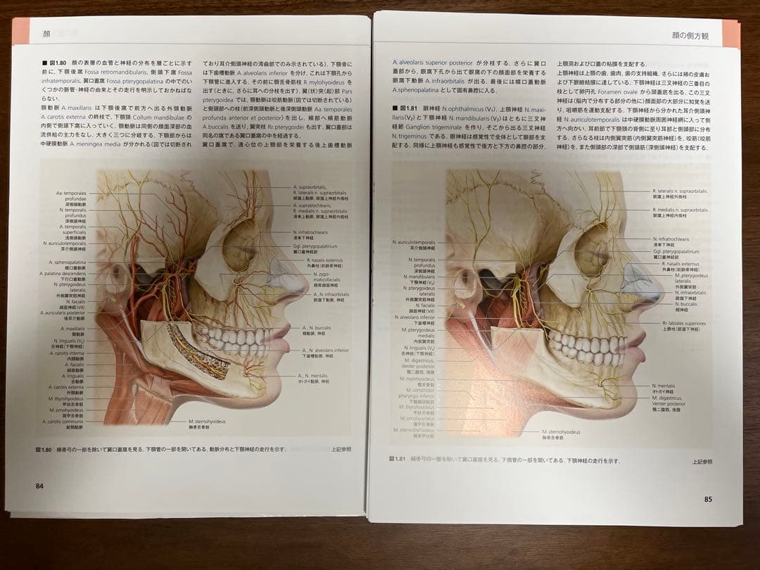 グラフィックスフェイス : 臨床解剖図譜