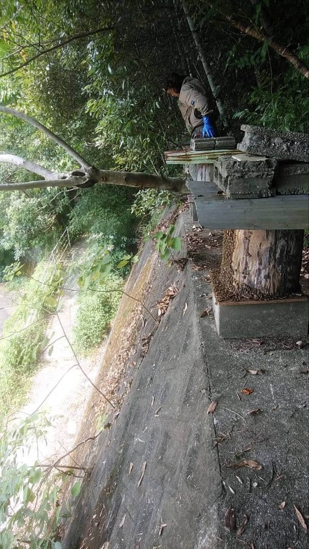 日本ミツバチ 蜂蜜 令和7年度 採れたて　たれ蜜　2年もの600g×2 非加熱