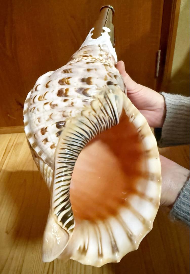 修験道法螺貝35㎝　山伏　密教　魔除け　熊よけ❣️ホラガイ　ほら貝