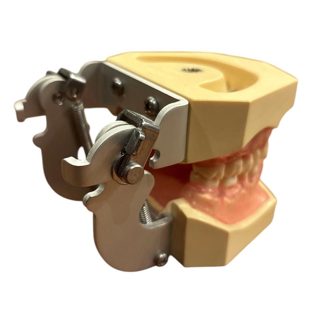 歯科衛生士　NISSIN DENTAL MODEL 歯科模型